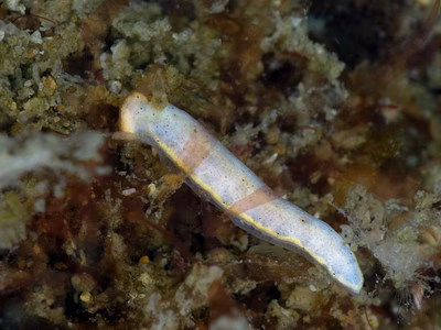 Dermatobranchus sp. 11 - Dermatobranchus sp. 11