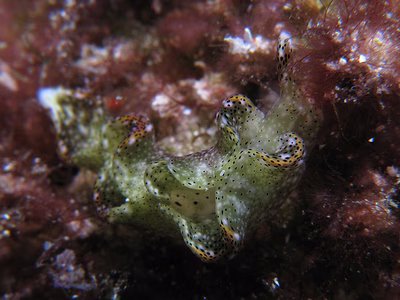 Elysia sp. 6 - Elysia sp. 6