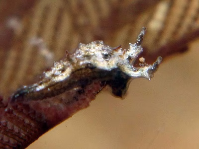 Lomanotus sp. 3 - Lomanotus sp. 3