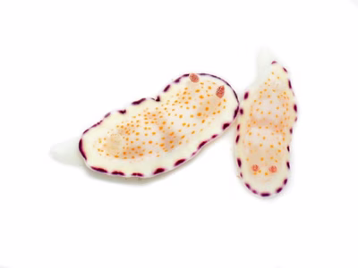 Goniobranchus rufomaculatus - Goniobranchus rufomaculatus