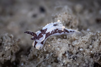 Goniodoridella sp. 7 - Goniodoridella sp. 7