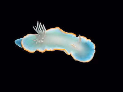 Ardeadoris egretta - Ardeadoris egretta