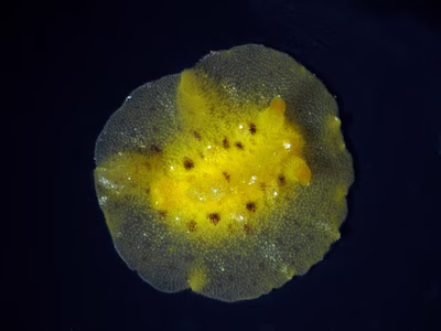 Platydoris sp. 1 - Platydoris sp. 1