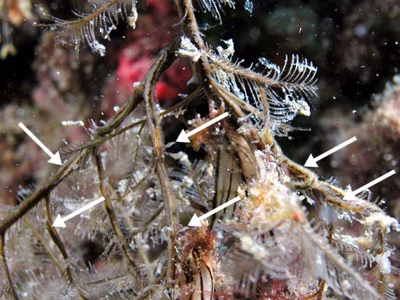 Lomanotus vermiformis - Lomanotus vermiformis