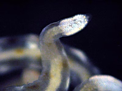 Tenellia sp. 4 - Tenellia sp. 4