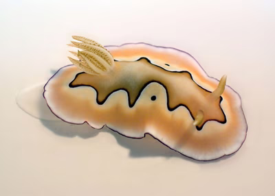 Goniobranchus coi - Goniobranchus coi