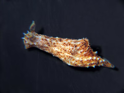 Polycera sp. 2 - Polycera sp. 2