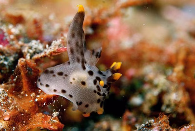 Thecacera picta - Thecacera picta