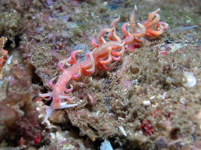 Phyllodesmium poindimiei - Phyllodesmium poindimiei