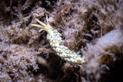 Tenellia sp. 29 - Tenellia sp. 29