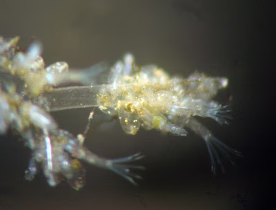 Okenia sp. 3 - Okenia sp. 3