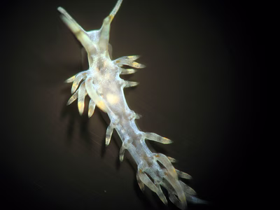 Tenellia sp. 21 - Tenellia sp. 21