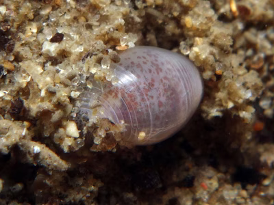 Atys semistriatus - Atys semistriatus