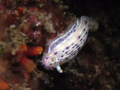 Hypselodoris sp. 5 - Hypselodoris sp. 5