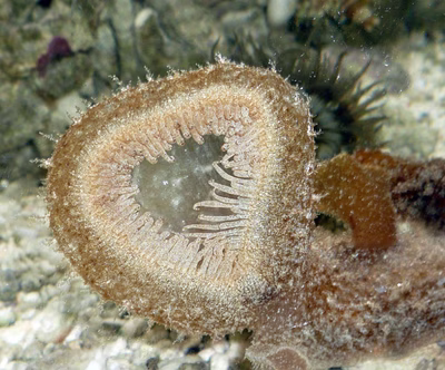 Melibe viridis - Melibe viridis