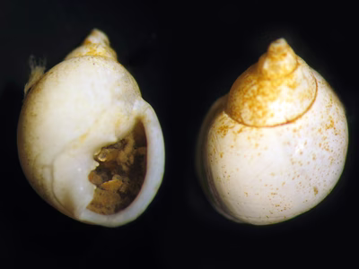 Ringicula sp. 4 - Ringicula sp. 4