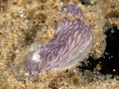 Cerberilla sp. 2 - Cerberilla sp. 2