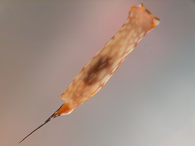 Chelidonura sp. 1 - Chelidonura sp. 1