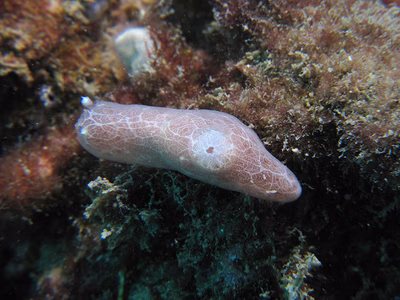 Rostanga sp. 2 - Rostanga sp. 2