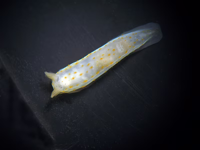 Gymnodoris sp. 12 - Gymnodoris sp. 12