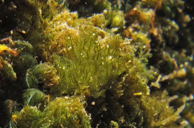 Caliphylla sp. 1 - Caliphylla sp. 1