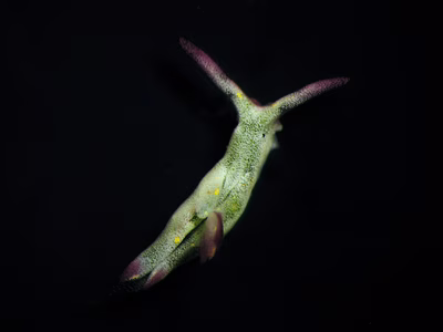 Elysia sp. 22 - Elysia sp. 22