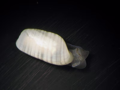 Colinatys sp. 2 - Colinatys sp. 2