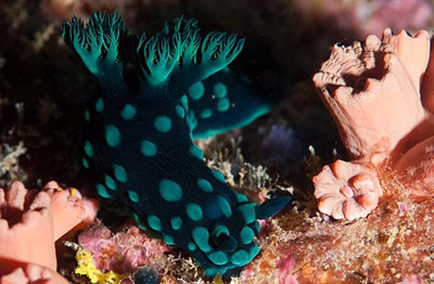 Nembrotha cristata - Nembrotha cristata