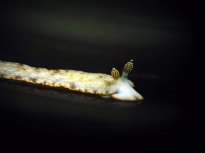 Dermatobranchus funiculus - Dermatobranchus funiculus