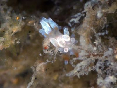 Tenellia sp. 56 - Tenellia sp. 56