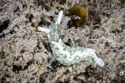 Thuridilla carlsoni - Thuridilla carlsoni