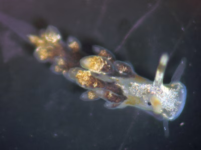 Tenellia sp. 27 - Tenellia sp. 27