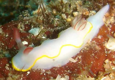 Thorunna africana - Thorunna africana