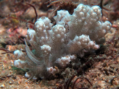 Phyllodesmium koehleri - Phyllodesmium koehleri