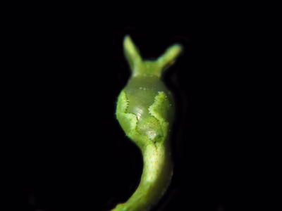 Oxynoe sp. 1 - Oxynoe sp. 1