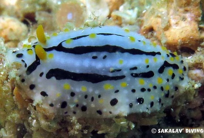 Phyllidiopsis sp. 4 - Phyllidiopsis sp. 4