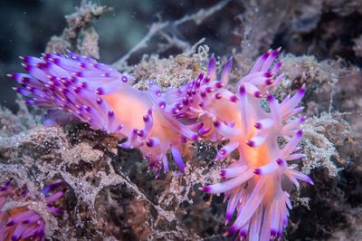 Flabellina sp. 4 - Flabellina sp. 4