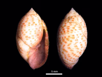 Pupa solidula - Pupa solidula
