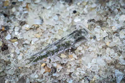 Elysia sp. 29 - Elysia sp. 29