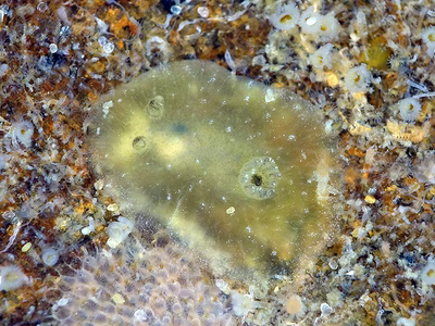 Hallaxa sp. 1 - Hallaxa sp. 1