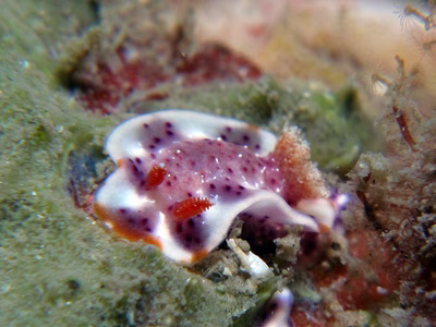 Thorunna sp. 1 - Thorunna sp. 1