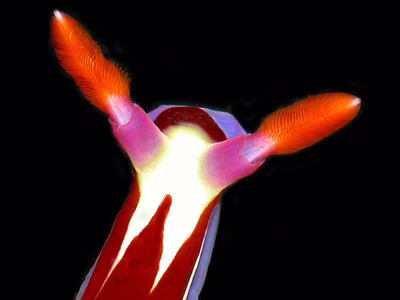 Nembrotha purpureolineata - Nembrotha purpureolineata