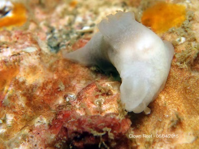 Gymnodoris sp. 3 - Gymnodoris sp. 3