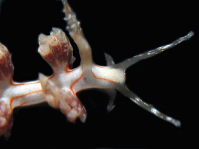 Facelina sp. 7 - Facelina sp. 7