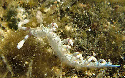 Flabellina riwo - Flabellina riwo