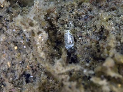 Liloa porcellana - Liloa porcellana