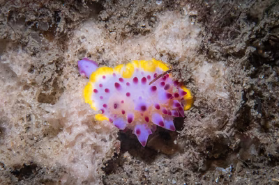 Mexichromis sp. 1 - Mexichromis sp. 1