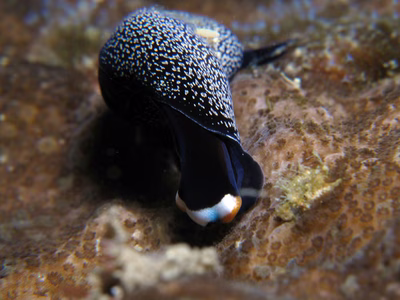 Mariaglaja inornata - Mariaglaja inornata