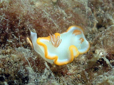 Ardeadoris electra - Ardeadoris electra