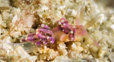 Pruvotfolia sp. 1 - Pruvotfolia sp. 1